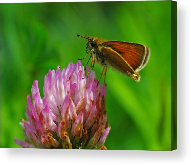 Butterfly Acrylic Print featuring the photograph Skipper by Juergen Roth