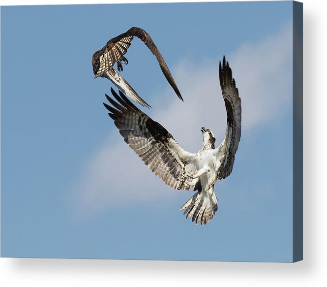 Osprey Acrylic Print featuring the photograph Sky Duel by Art Cole