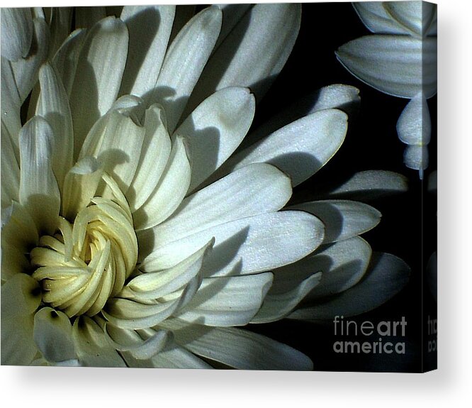 Peony Acrylic Print featuring the photograph Slumber by Elfriede Fulda