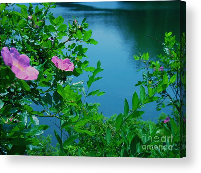 Water Acrylic Print featuring the photograph Smell The Roses by Sybil Staples