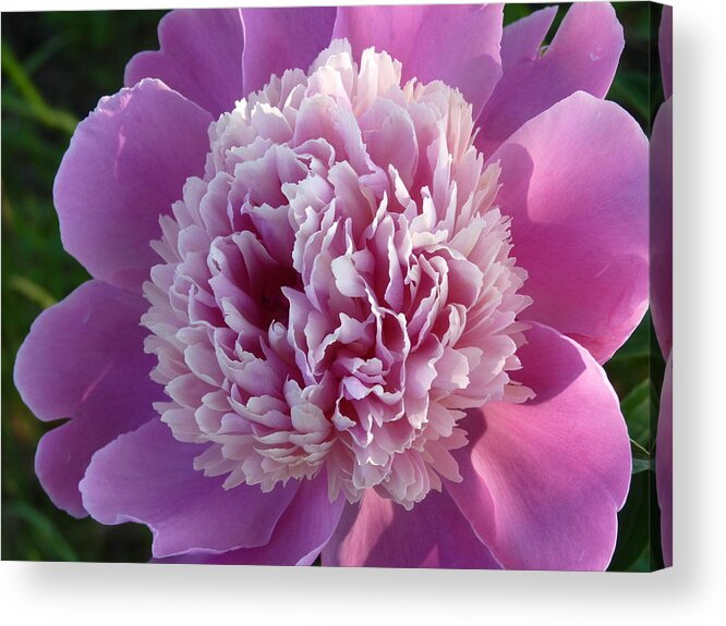 Flower Acrylic Print featuring the photograph Smiling Peony by Jeanette Oberholtzer