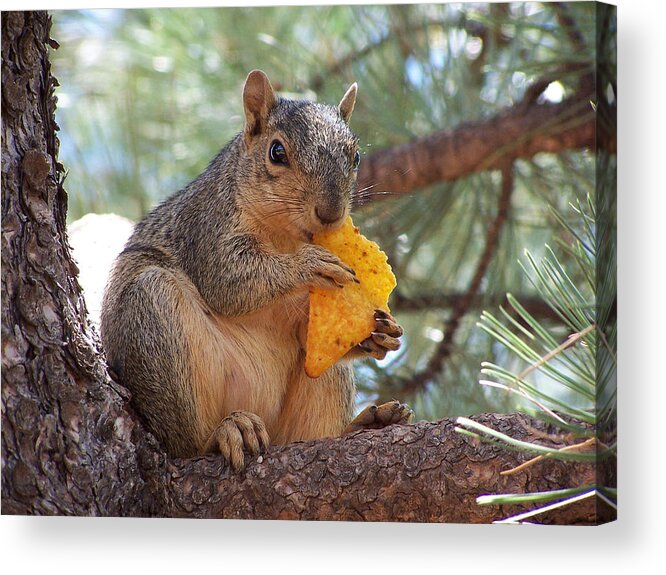 Animal Acrylic Print featuring the photograph Snack Time by Ernest Echols