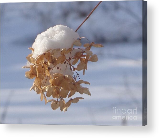 Flower Acrylic Print featuring the photograph Snow-capped II by Christina Verdgeline