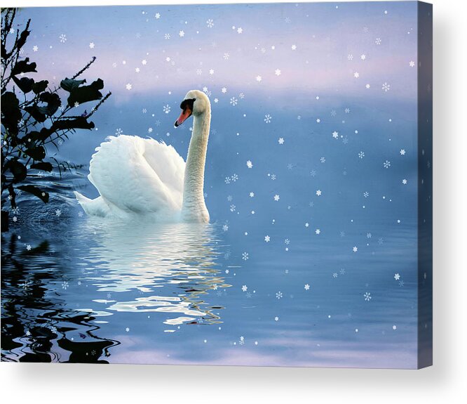 Swan Acrylic Print featuring the photograph Snow Swan Swim by Jessica Jenney