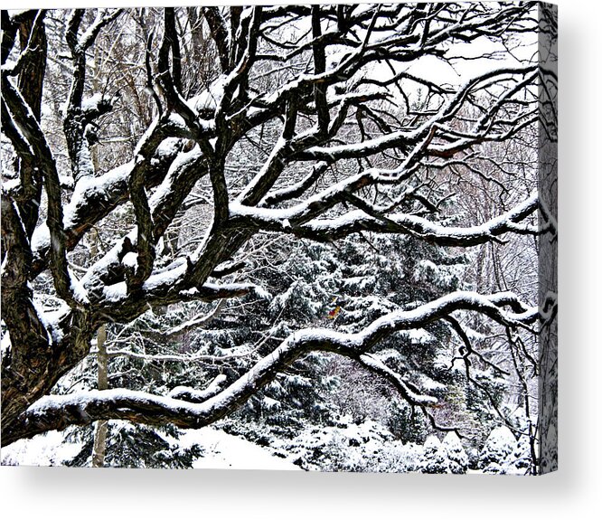Old Acrylic Print featuring the photograph Snowfall and tree 2 by Elena Elisseeva