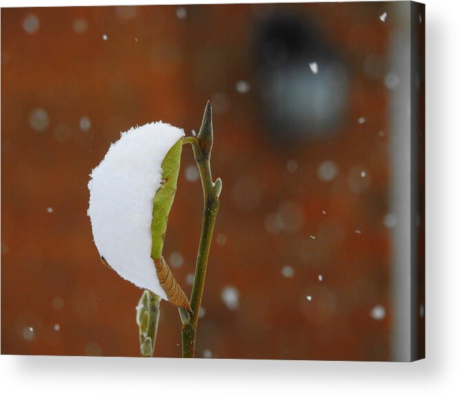 Magnolia Tree Acrylic Print featuring the photograph Snowing by Betty-Anne McDonald