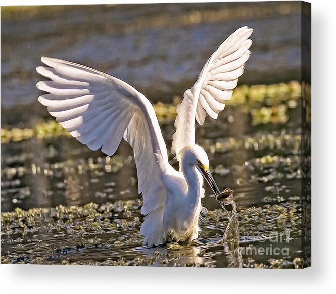 Nature Acrylic Print featuring the digital art Snowy Egret Makes The Catch - Egretta Thula by DB Hayes