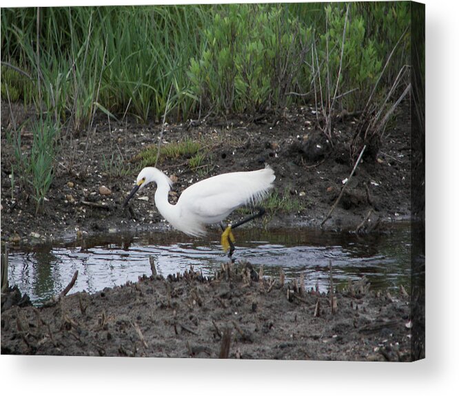  Eastern Shore Nwr Refuge Acrylic Print featuring the photograph Snowy Egret on the Prowl by Daniel Hebard