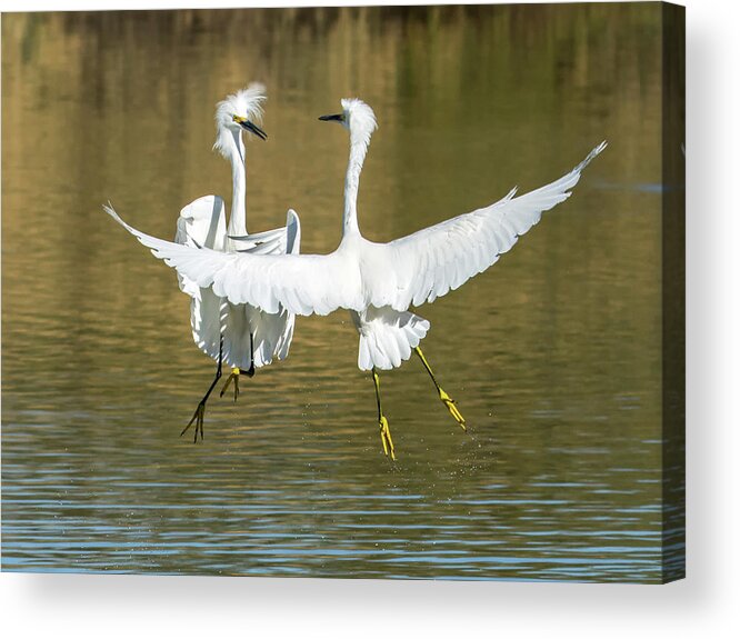 Snowy Acrylic Print featuring the photograph Snowy Egrets Fight 3638-112317-1cr by Tam Ryan