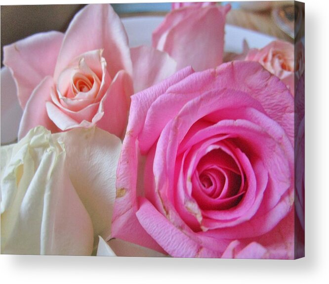 Roses Acrylic Print featuring the photograph Soft and sweet by Rosita Larsson