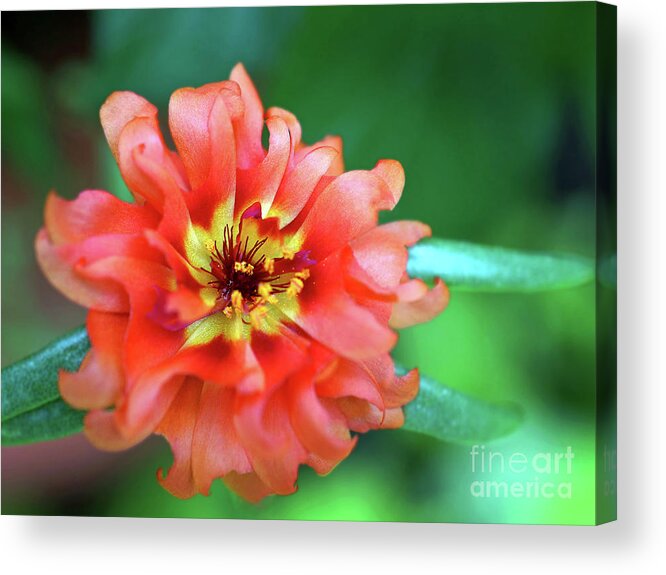 Flower Acrylic Print featuring the photograph Soft Peach Ruffled Petals by Sue Melvin