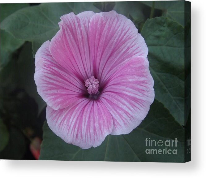 Mallow Acrylic Print featuring the photograph Soft Pink Lavatera by Lingfai Leung