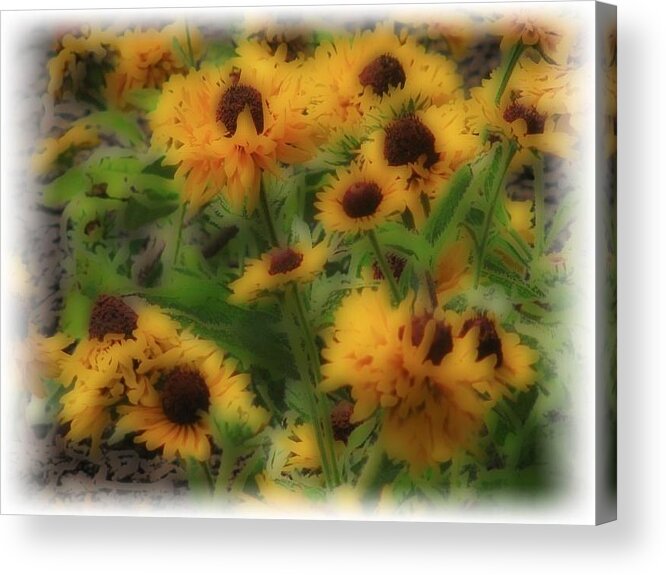 Soft Touch Black Eyed Suzy's Acrylic Print featuring the photograph Soft Touch Black eyed Suzy's by Debra   Vatalaro