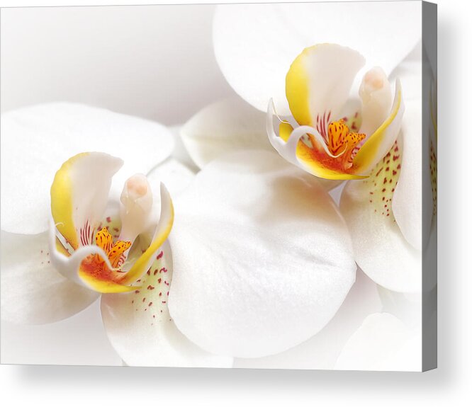 Soft White Orchid Acrylic Print featuring the photograph Soft White Orchid Pair by Gill Billington
