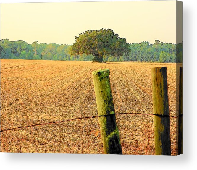 Oak Acrylic Print featuring the photograph Solitude by Sheri McLeroy