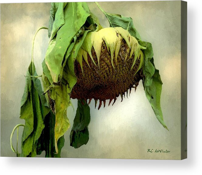 Sunflower Acrylic Print featuring the painting Sombre November by RC DeWinter