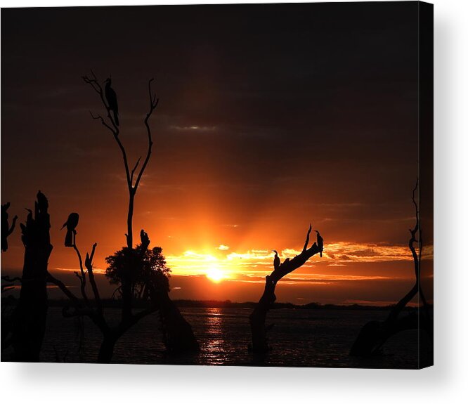 African Sunset Acrylic Print featuring the photograph Spectacular Sunset by Betty-Anne McDonald