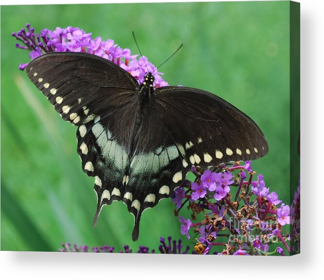 Butterfly Acrylic Print featuring the photograph Spicebush Swallowtail by Randy Bodkins