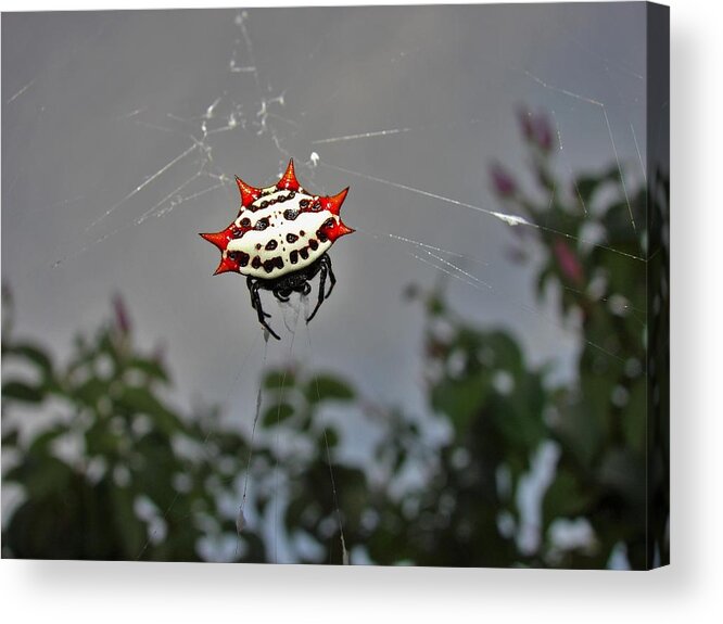 Spider Acrylic Print featuring the photograph Spiny Orb Weaver by Carl Moore