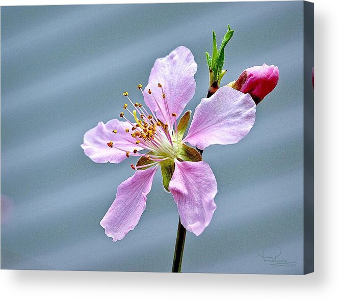 Digital Art Acrylic Print featuring the photograph Spring Blossom by Ludwig Keck