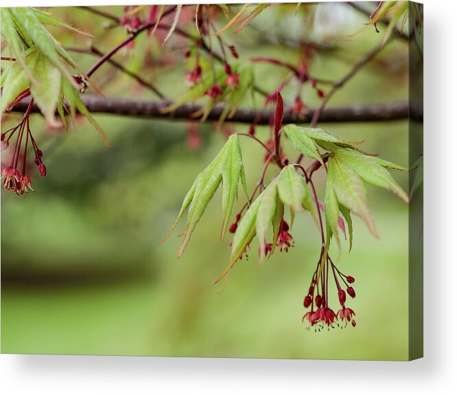 Spring Acrylic Print featuring the photograph Spring Blossoms by Holly Ross