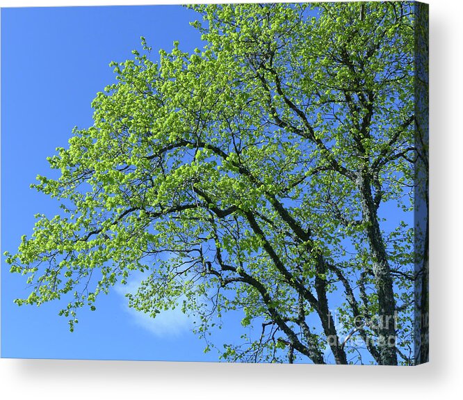 Tilia X Europaea Acrylic Print featuring the photograph Spring Greenery - Common Lime tree by Phil Banks