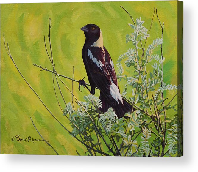 Bird Painting Acrylic Print featuring the painting Spring Bobolink by Bruce Morrison