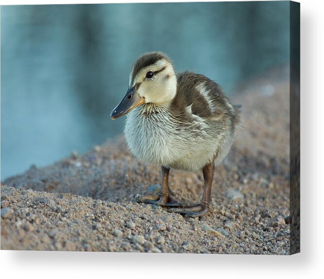 Duckling Acrylic Print featuring the photograph Spring Duckling by Sue Cullumber