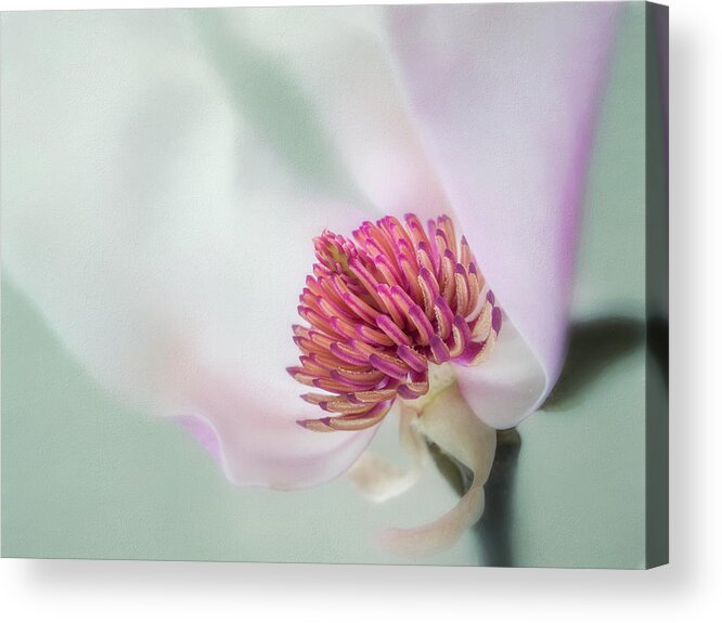 Magnolia Acrylic Print featuring the photograph Spring is here. by Usha Peddamatham