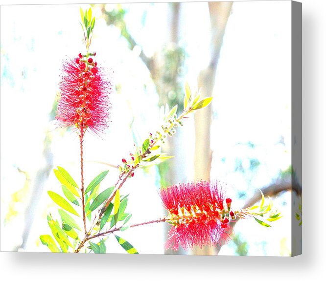 Pastel Acrylic Print featuring the photograph Spring Pastel by Yuri Tomashevi