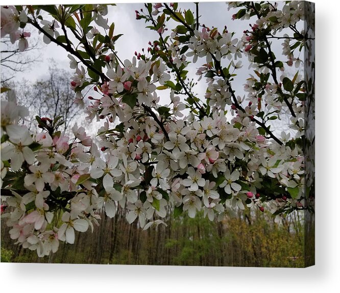 Crabapple Acrylic Print featuring the photograph Spring Solace by Judith Rhue
