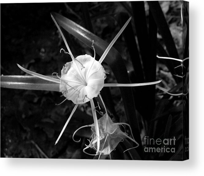 Flowers Acrylic Print featuring the photograph Spyder Lilly by Mark Grayden