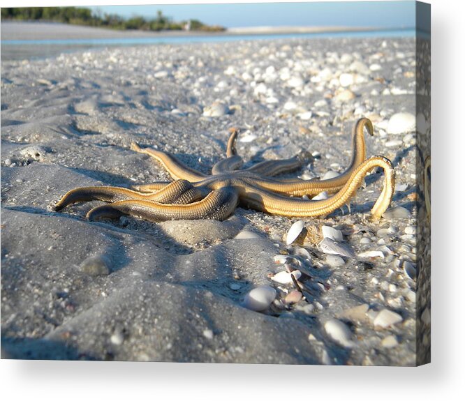 Paradise Acrylic Print featuring the photograph Starfish Serpent by Sean Allen
