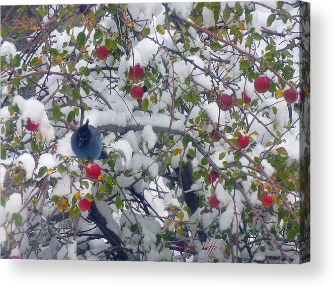 Birds Animals Landscapes Winter Appletree Colorado Rocky Mountains Snow Acrylic Print featuring the photograph Stellar jay by George Tuffy