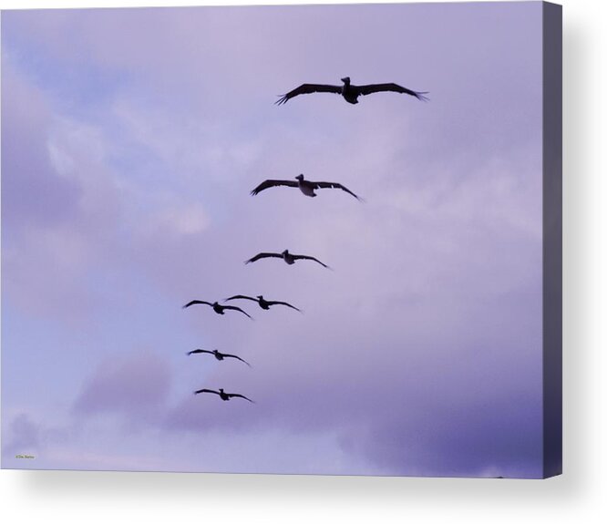 Birds Acrylic Print featuring the photograph Straighten Up Fly Right by Tim Mattox