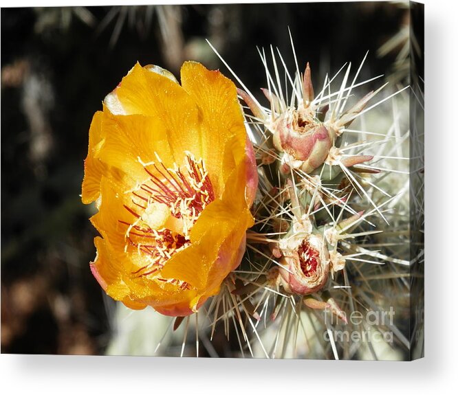 Yellow Cactus Acrylic Print featuring the photograph Striking pose by Barbara Leigh Art