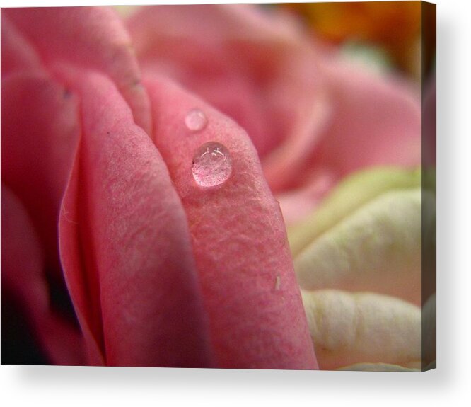 Waterdrop Acrylic Print featuring the photograph Study of a Drop by Rhonda Barrett