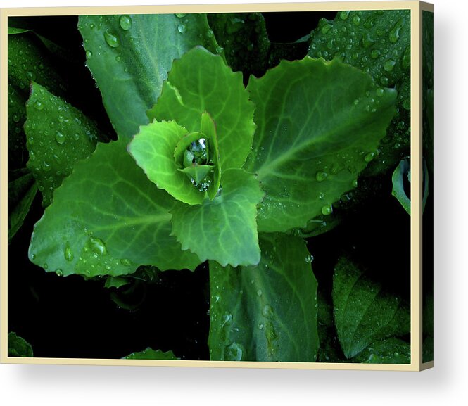 Hosta Succulent Garden Home Perennial Tuber Bulb Water Rain Formation Droplet Drop Morning Dew Fascinating Interesting Dark Background Acrylic Print featuring the photograph Succulent After the Rain by Leon DeVose