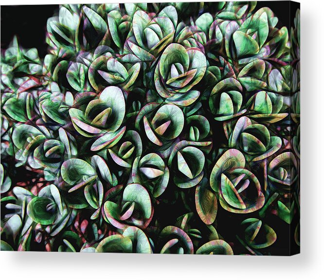 Succulent Acrylic Print featuring the photograph Succulent Fantasy by Ann Powell