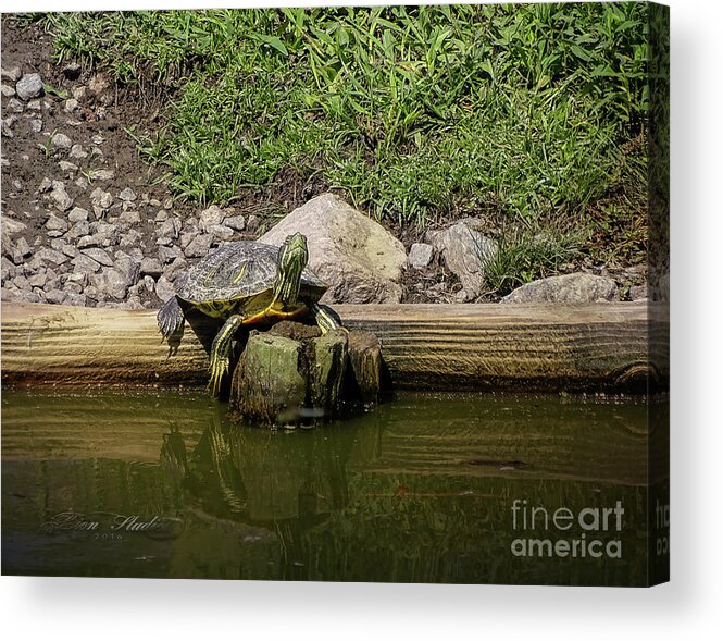 Photoshop Acrylic Print featuring the photograph Sun Bathing by Melissa Messick