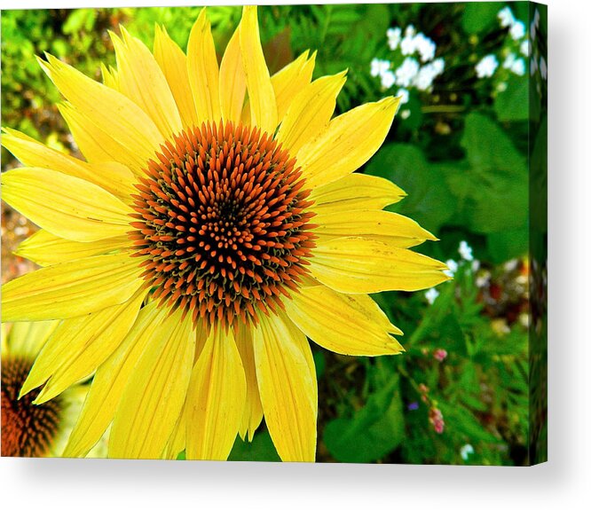 Flowers Acrylic Print featuring the photograph Sun Soaked Echinacea by Randy Rosenberger