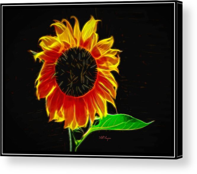 Sunflower Acrylic Print featuring the photograph Sunflower Glow by Will Wagner