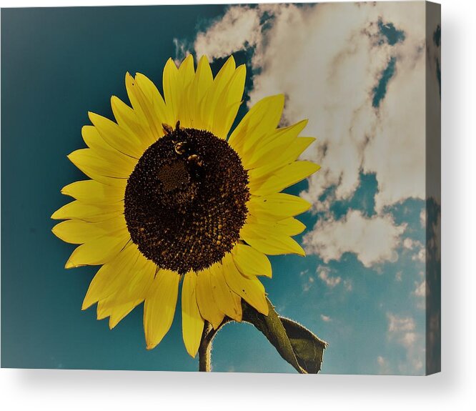 Sun Acrylic Print featuring the photograph Sunflower by Randy Sylvia
