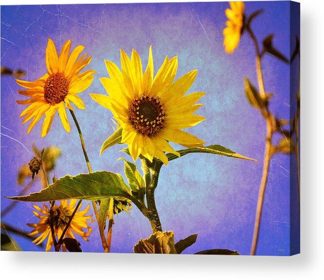 Glenn Mccarthy Acrylic Print featuring the photograph Sunflowers - The Arrival by Glenn McCarthy Art and Photography
