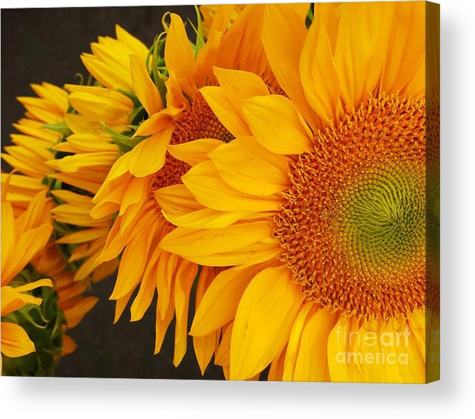 Sunflowers Acrylic Print featuring the photograph Sunflowers Train by Jasna Gopic