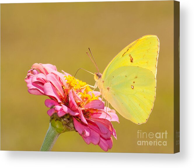 Beautiful Acrylic Print featuring the photograph Sunlit Yellow by Sari ONeal