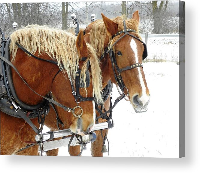 Horses Acrylic Print featuring the photograph Sunny and Blaze by Peggy McDonald