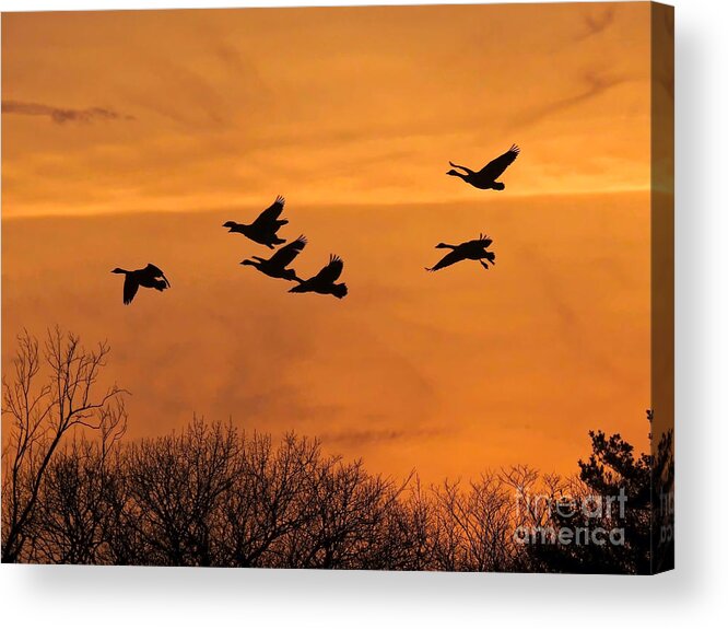 Geese Acrylic Print featuring the photograph Sunset Flight by Beth Myer Photography