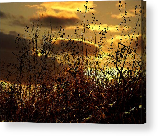 Grass Acrylic Print featuring the photograph Sunset Grasses by Julie Hamilton