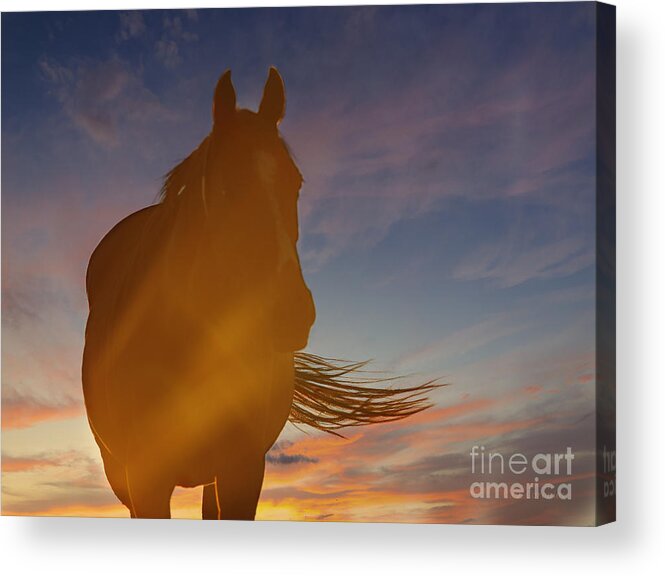 Horse Acrylic Print featuring the photograph Sunset Silhouette by Carol Lynn Coronios